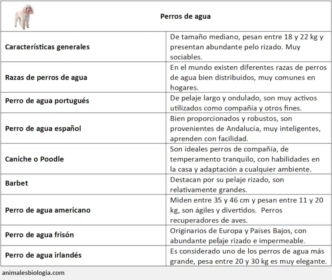 Resumen sobre los perros de agua