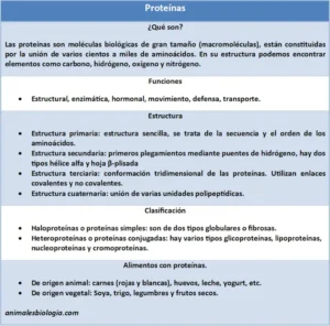 Proteínas, qué son, funciones y estructura. Clasificación