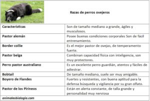 Razas de perros ovejeros, cómo son, características