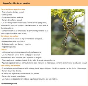 Reproducción de las arañas, cortejo, puesta de huevos y nacimiento