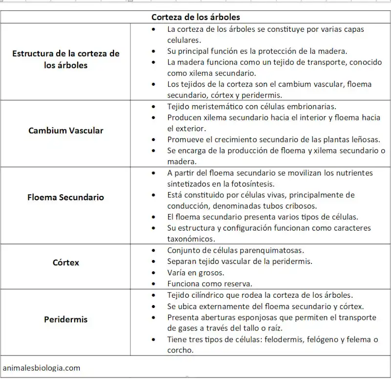 Resumen corteza de los arboles