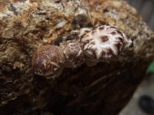 Seta china, Lentinula edodes, un hongo comestible muy cultivado