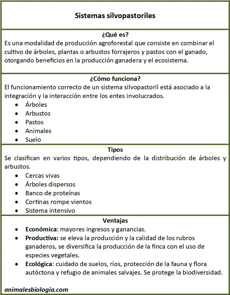 Sistemas silvopastoriles, esquema o resumen