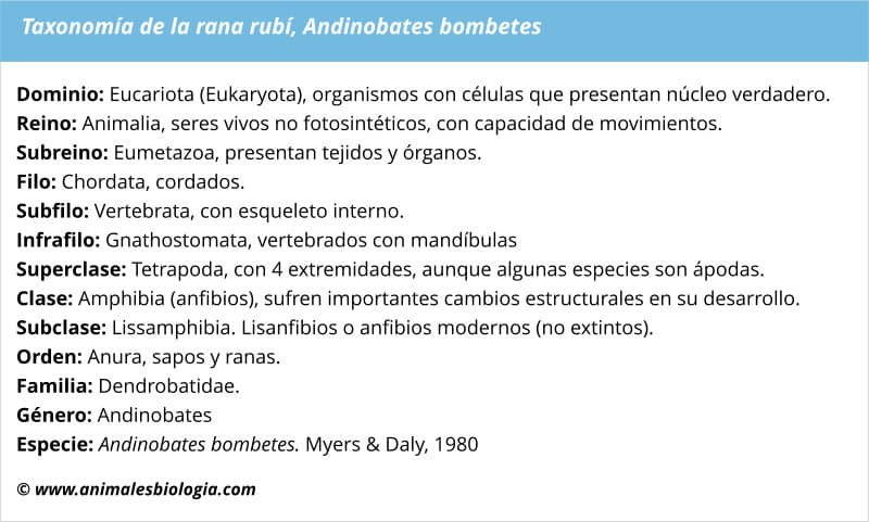 Rana rubí, Andinobates bombetes, un anfibio de Colombia