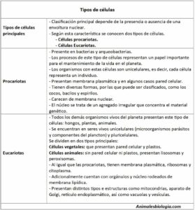 Tipos de células, diferencias y ejemplos