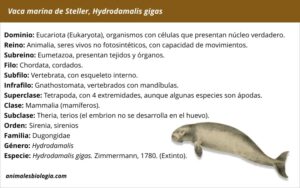 Vaca marina de Steller, Hydrodamalis gigas, el más grande de los sirénido