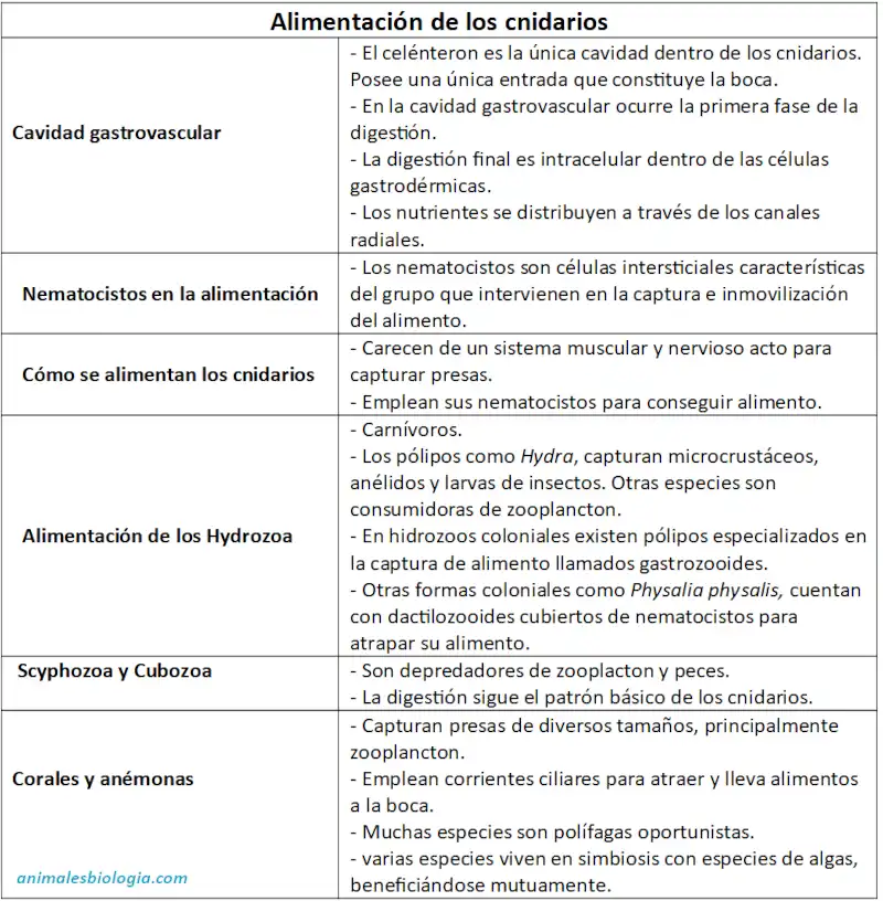 Alimentación de los cnidarios