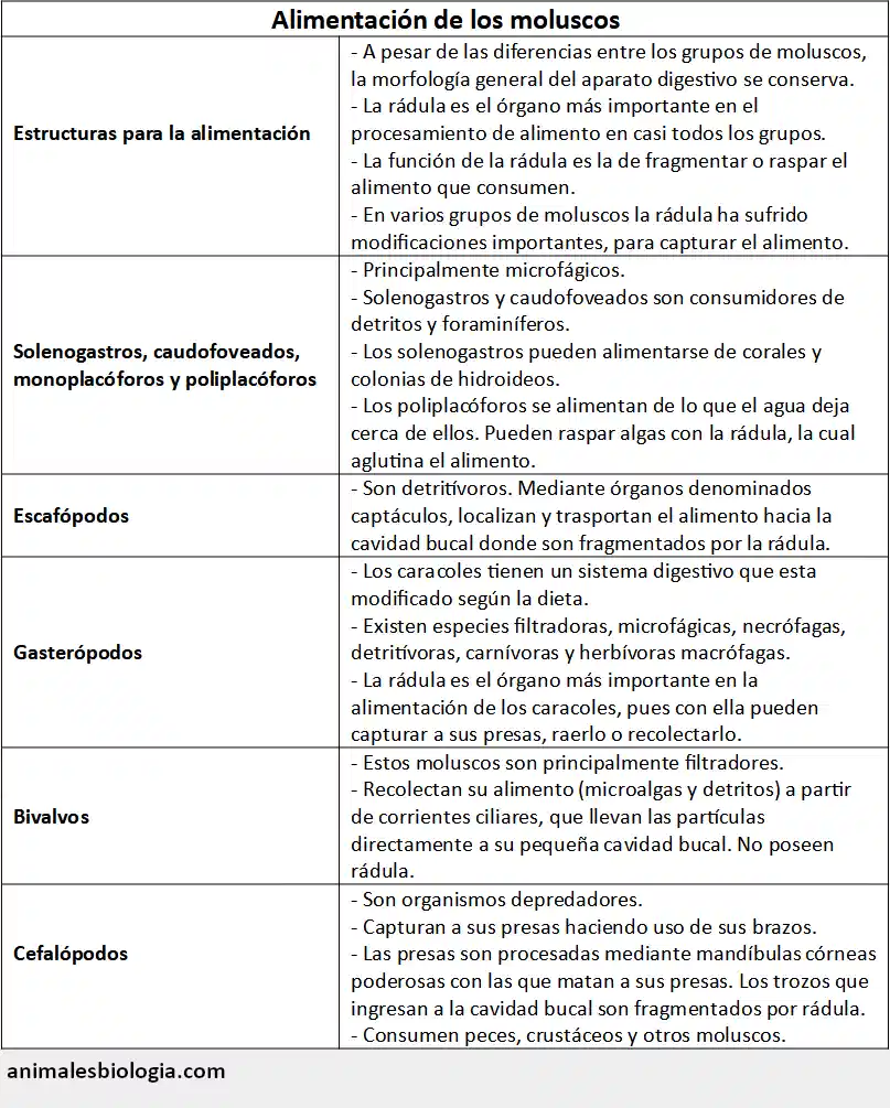 Alimentación de los moluscos