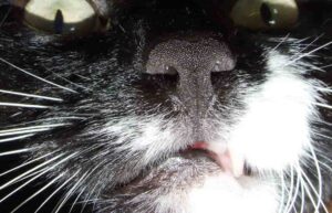 Bigotes de los gatos, características, funciones y cuidados