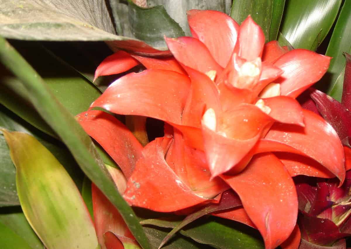 Bromelias, Bromeliaceae