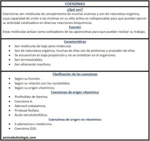 Coenzimas, qué son, características y funciones. Clasificación, ejemplos