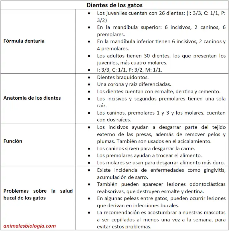 Dientes de los gatos, anatomía, funciones, problemas dentarios