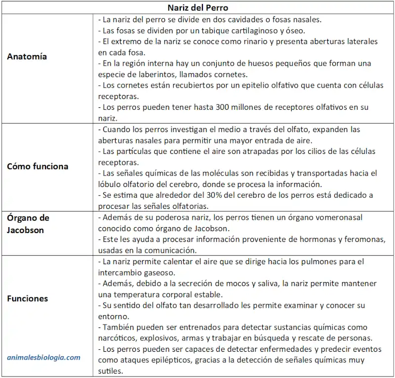 Esquema o resumen de la nariz del perro, funciones y partes