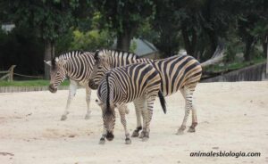 Zoología, el estudio sobre los animales, clasificación y ramas