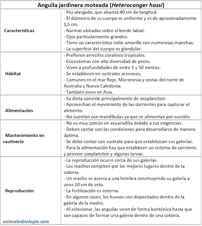 Ficha de la anguila jardinera moteada, Heteroconger hassi