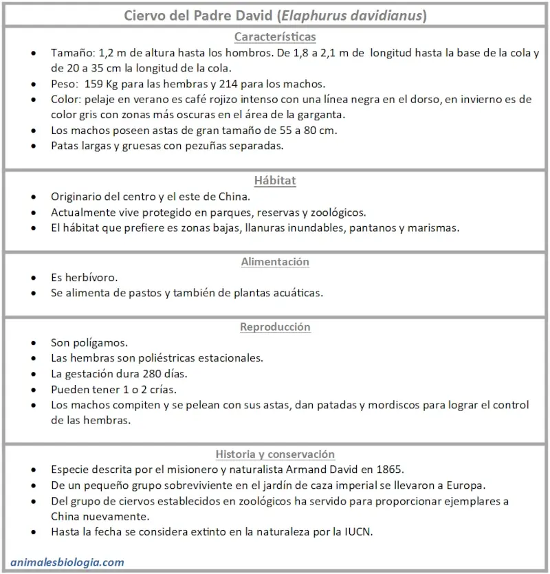 Ficha descriptiva del ciervo del padre David, Elaphurus davidianus