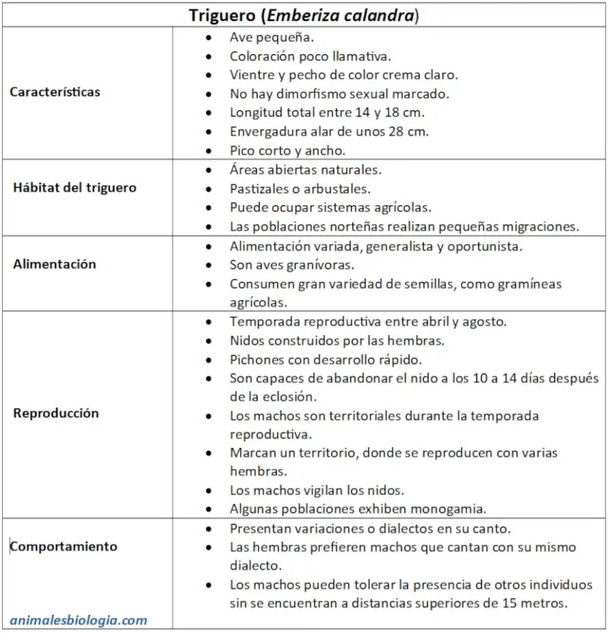 Ficha del triguero, Emberiza calandra