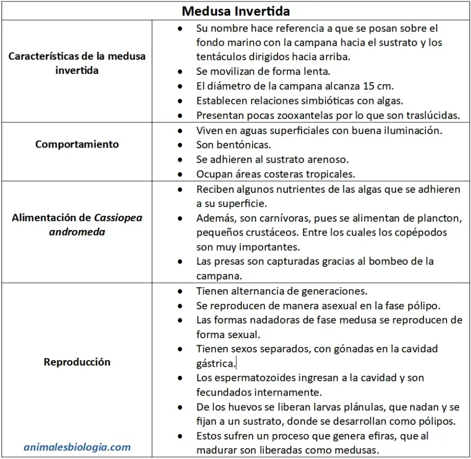 Ficha de la medusa invertida, Cassiopea andromeda