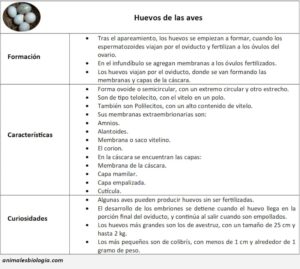 Huevos de las aves, características y estructura, curiosidades