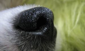 Nariz del perro, cómo funciona y sus partes