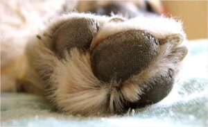 Patas de los perros