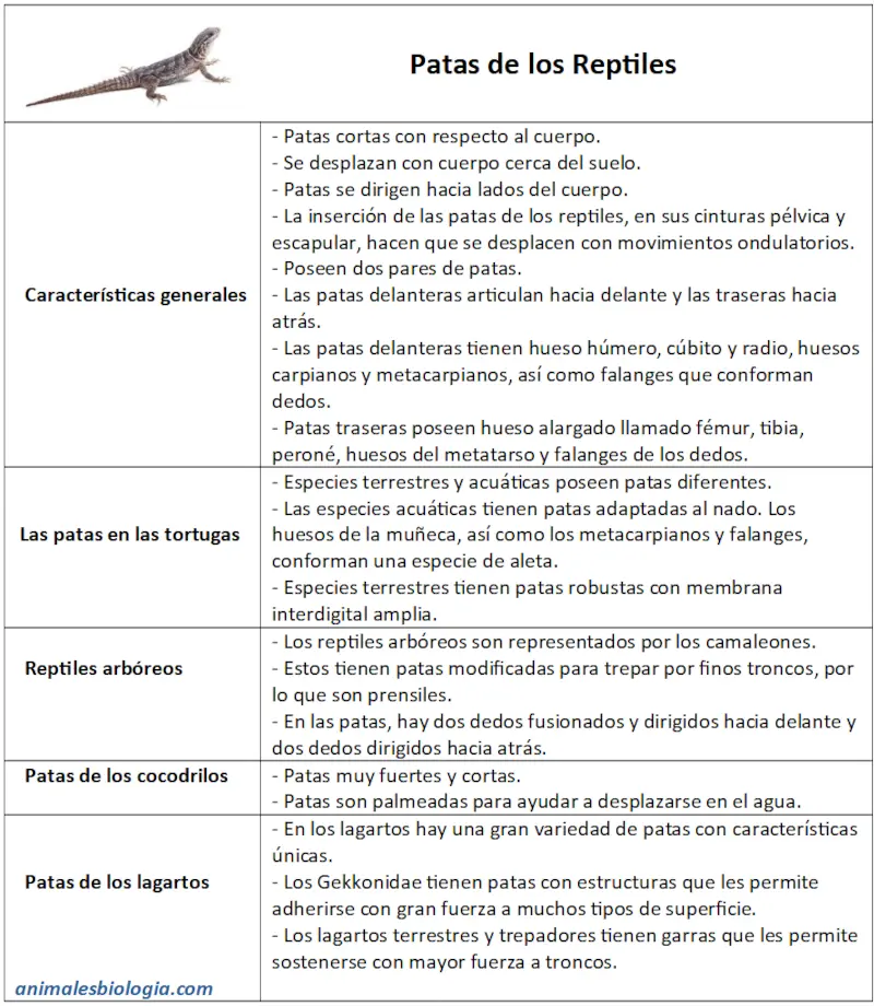 Patas de los reptiles