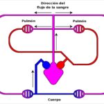 sistema-circulatorio-de-los-anfibios