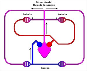 Sistema circulatorio de los anfibios, cómo circula la sangre