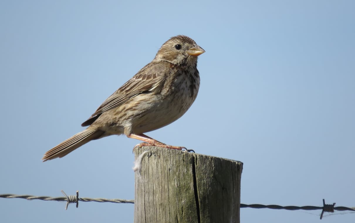 Triguero, Emberiza calandra, un ave cantora