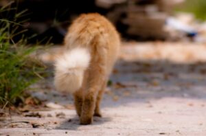 Cola de los gatos, características y lenguaje corporal