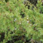 enebro-juniperus