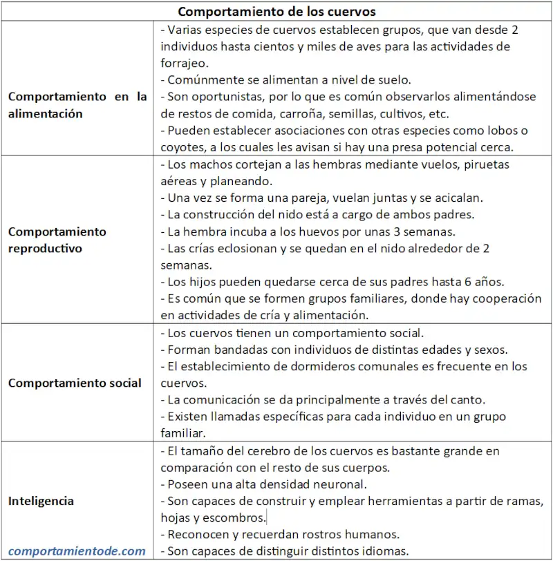 Ficha comportamiento de los cuervos