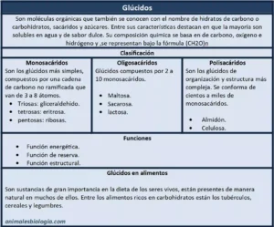 Glúcidos, clasificación y funciones