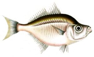 Peces de cristal,  género Parambassis