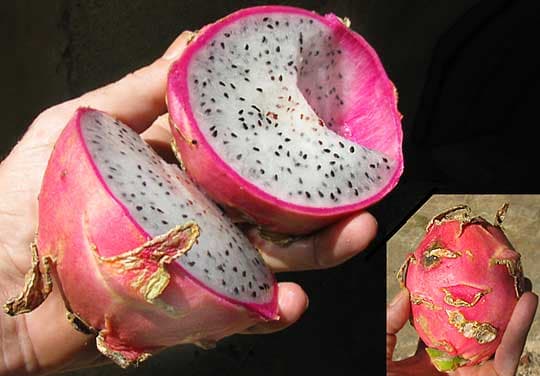 Pitaya, Hylocereus undatus