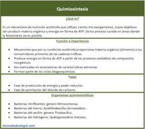 Quimiosíntesis, qué es, función e importancia