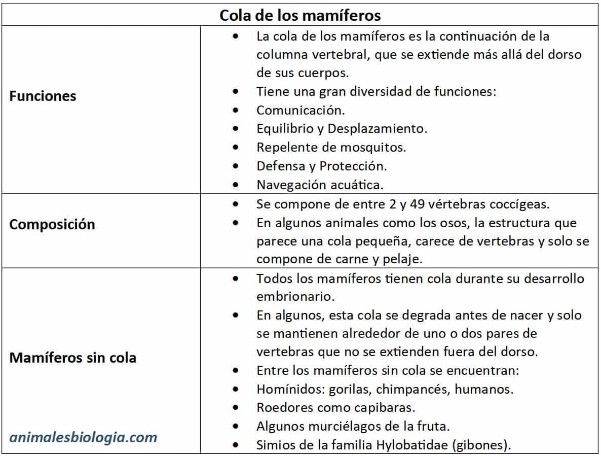 Ficha resumen, esquema sobre la cola de los mamíferos