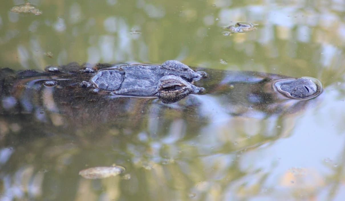 Comportamiento de los cocodrilos