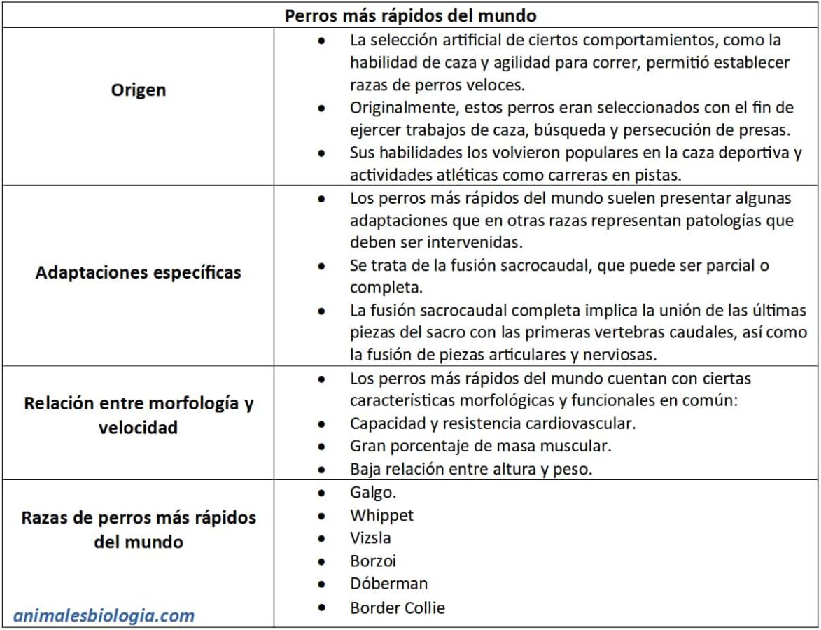 Cuadro explicativo sobre los perros más rápidos del mundo