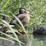 ecosistemas-en-peligro