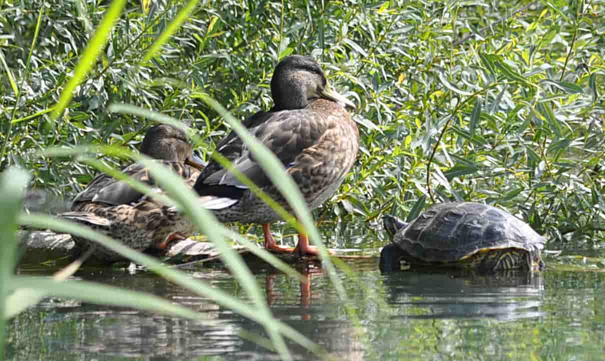 Ejemplo de ecosistema