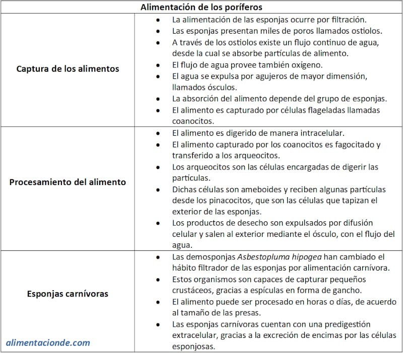 Ficha descriptiva, resumen, sobre qué comen los poríferos 