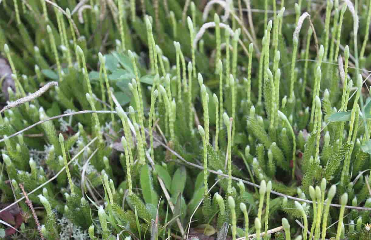 Licopodios  (Lycopodium), características y ejemplos