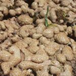 reproduccion-de-los-poriferos