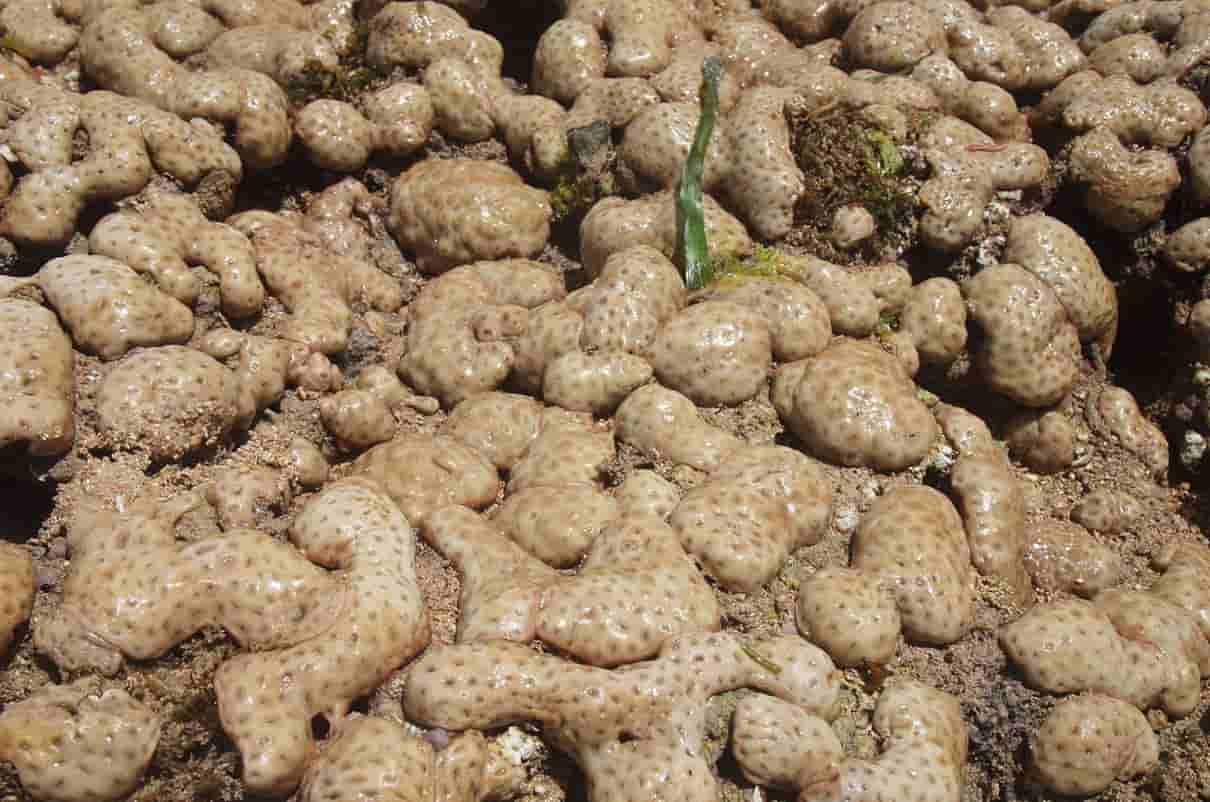 Reproducción de los poríferos