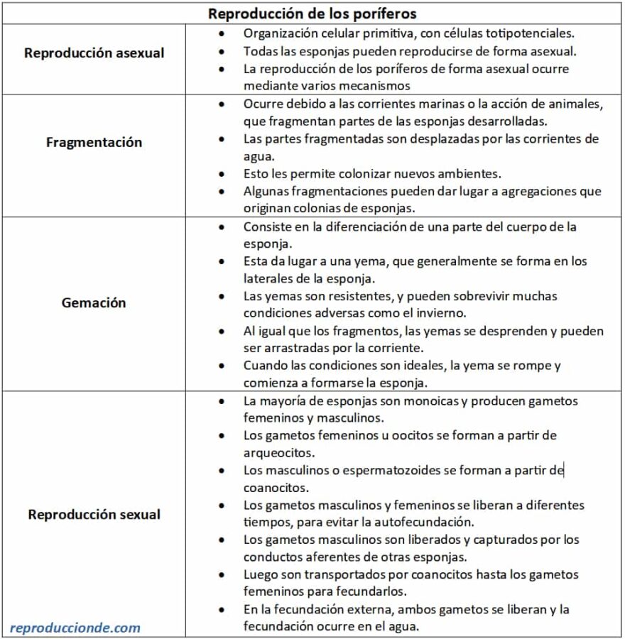 Cuadro resumen o esquema sobre la reproducción de los poríferos