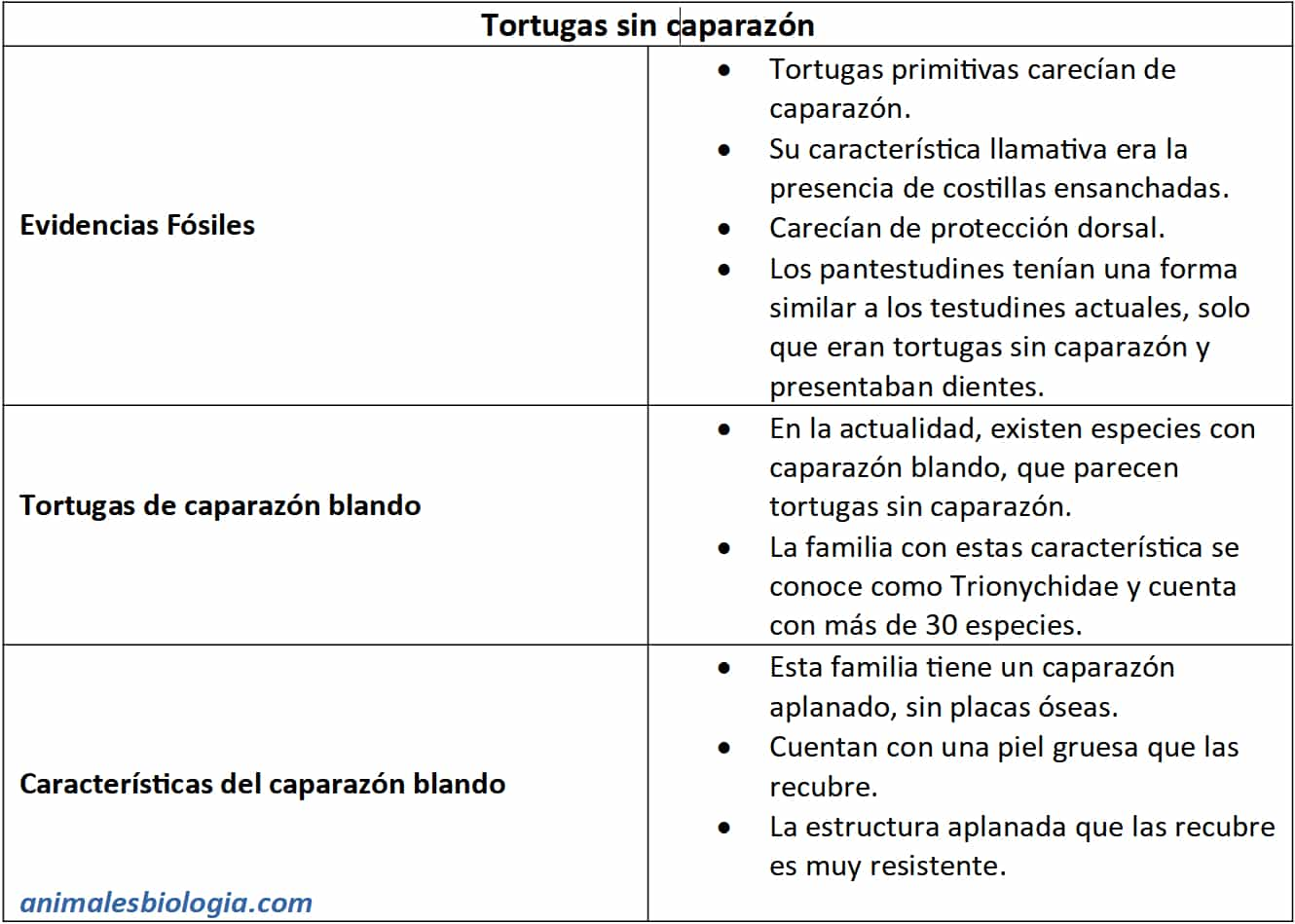 Ficha descriptiva sobre tortugas sin caparazón, y aquellas de caparazón blando