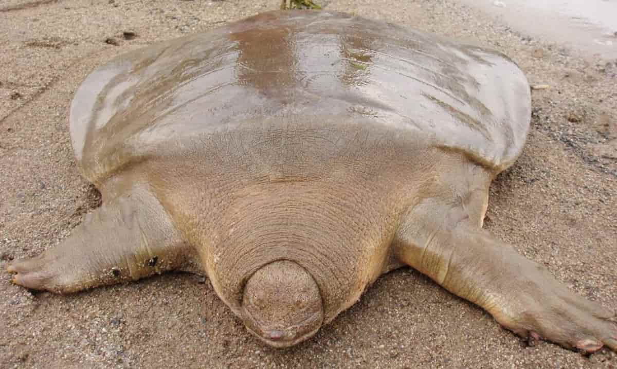 Tortugas sin caparazón, evidencias fósiles