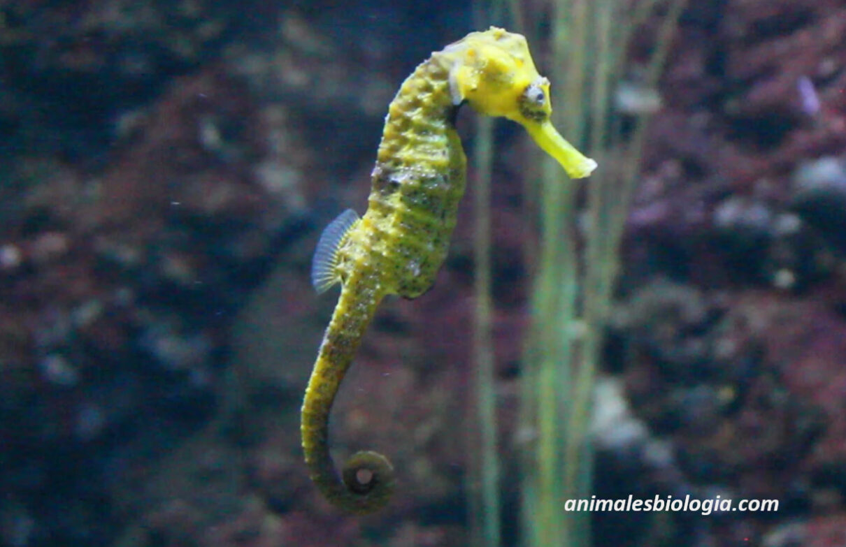 Comportamiento de los caballitos de mar