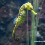 comportamiento-caballitos-de-mar